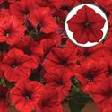 Afbeelding van Petunia P12 Ew Red